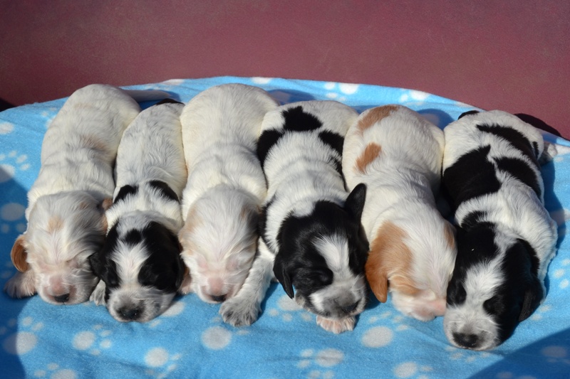 31-Jantar, Just, Jambo,Janet, Jessi, Janie.JPG